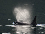 A Male Killer Whale Surfacing for Fresh Air and Expelling Stale Air