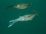 Caribbean Reef Squid Defends its Claim to a Nearby Female