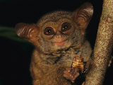 Buy A Tiny Wide-Eyed Tarsier (Tarsius Spectrum) Relishes a Cockroach Snack at AllPosters.com