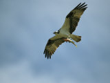 Osprey Carrying a Fish Back to its Nest
