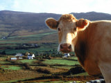 Buy Close-up of a Cow at AllPosters.com