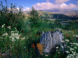 Wildflowers on the Coldwater Ridge Trail in Mt. St. Helens National Volcanic Monument, USA