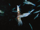 Male Opalescent Inshore Squid Wraps Reddish Tentacles Around a Mate