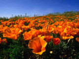 Buy Field of California Poppies, USA at AllPosters.com