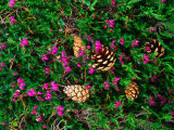 Heather and Scots Pine (Pinus Sylvestris), the Cairngorms, Scotland