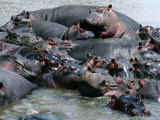 Group of Hippopotami (Hippopotamus Amphibius) in River, Masai Mara National Reserve, Kenya
