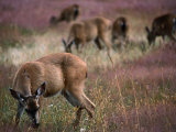Buy Herd of Deers, Redwood National Park, USA at AllPosters.com