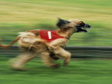 Afghan Hound Racing