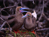 Buy Nesting Pair of Red-Footed Boobies (Sula Sula) in Mangroves on Lighthouse Reef, Belize at AllPosters.com