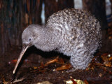 Little Spotted Kiwi (Apteryx Owenii) on the Forest Floor, New Zealand