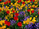 Buy Flowers in Trentham Gardens, England, Trentham, United Kingdom at AllPosters.com