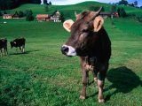 Buy Cows on Pasture, Appenzel Innerhoden, Switzerland at AllPosters.com