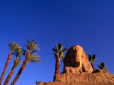 Date Palms along the Avenue of the Sphinxes, Luxor, Egypt