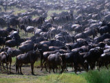 Buy Migrating Wildebeest (Connochaetes Taurinus), Ngorongoro Conservation Area, Arusha, Tanzania at AllPosters.com