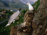 Gulls Nesting in Bird Colony on Small Mountain in the Centre of Vesteralen Town, Nordland, Norway