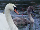 Mute Swan with Cygnet, Ireland