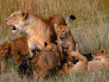 Buy Lioness with Five Cubs on Dead Wildebeest, Masai Mara National Reserve, Rift Valley, Kenya at AllPosters.com