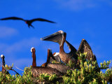 Brown Pelicans Nesting Amongst Red Mangrove, Cayos Cochinos, Islas De La Bahia, Honduras