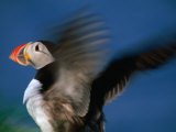 Puffin with Wings Flapping, Gossen, Nordland, Norway