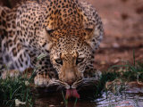 Leopard (Panthera Pardus) Drinking from Isiolo River, Eastern, Kenya