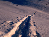 Buy Back Country Snow-Boarding Tracks on Powder Snow, Stokmarknes, Nordland, Norway at AllPosters.com
