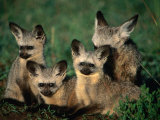 Bat-Eared Fox Pups (Octocyon Megalotis) in Their Den, Serengeti National Park, Tanzania