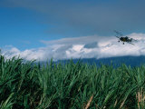 The Sugar Cane Crop, Kauai, Hawaii, USA