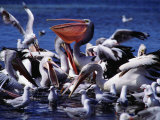 Common Pelicans (Pelecanidae) on Water, Australia