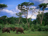 Two Bull Elephants (Loxodonta Africana), Hwange National Park, Zimbabwe
