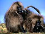 Buy Gelada Baboons (Theropithecus Gelada) Grooming, Simien Mountains National Park, Ethiopia at AllPosters.com