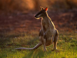 Agile Wallaby (Macropus Agilis), Kakadu National Park, Australia