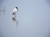 A Lone Wood Stork, Stalking in the Shallows, Playa Esterillos, Puntarenas, Costa Rica