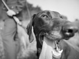 Buy Close-up Monochromatic Image of a Hunting Dog at AllPosters.com