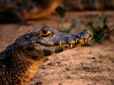 Caiman (Caiman Crocodilus) in Pantanal (Swamp), Pantanal Matogrossense National Park, Brazil