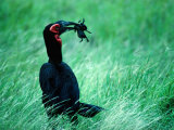 Buy Ground Hornbill (F. Tockus) Eating Frog, Ngorongoro Conservation Area, Arusha, Tanzania at AllPosters.com