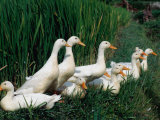 Ducks Enjoy a Quiet Resting Place Amongst the Rice Paddies in West Bali, Indonesia
