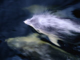 Bottlenose Dolphins (Tursiops Truncatus) Swimming, Doubtful Sound, New Zealand