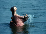 Hippopotamus (Hippopotamus Amphibius) in Water, Lower Zambezi National Park, Zambia