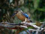 Buy Blue Winged Kookaburra (Decelo Leachii), Kakadu National Park, Australia at AllPosters.com