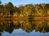 Forest Reflected in a Still Dam, Nyika National Park, Northern, Malawi