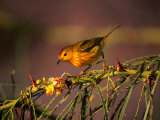 Buy Yellow Warbler on a Thorny Branch, Galapagos, Ecuador at AllPosters.com