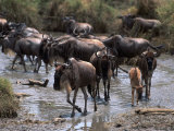 Wildebeests Migrating, Tanzania