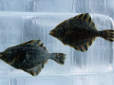 Pair of Fish Frozen in Ice for the Sapporo Yuki Matsuri (Snow Festival), Sapporo, Hokkaido, Japan,