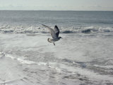 Buy A Sanderling, with Wings Spread, is Frozen in Flight over the Foamy Atlantic Surf at AllPosters.com
