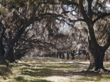 Moss Growing on Versailles Oak Trees