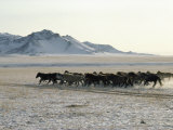 Buy Horse Herd at AllPosters.com
