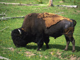 Yellowstone National Park, Bison, Buffalo, WY