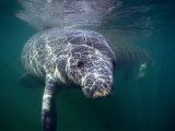 Buy Manatees, Crystal River NW Refuge, FL at AllPosters.com