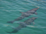 Dolphin Swimming, Mexico - Mayan Riviera