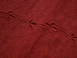 Buy Animal Tracks in Perry Sandhills, Wentworth, Australia at AllPosters.com